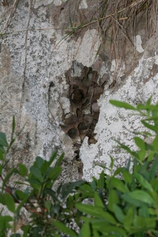 Cape Carbon Bejaia - Algeria